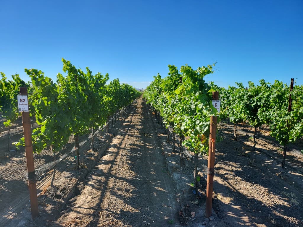 Sunlit vineyard rows along a central path at Goel Estate, Los Carneros