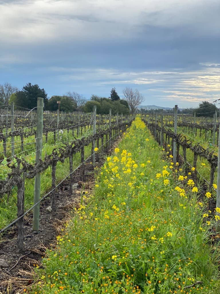 Vineyard rows with mustard flowers at the Goel Estate, Los Carneros